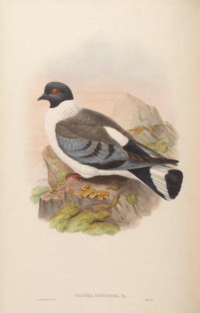 Columba leuconota von John Gould